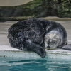 ラッコ　鳥羽水族館④