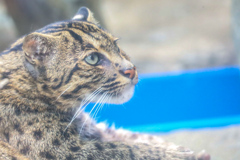 スナドリネコ　鳥羽水族館②