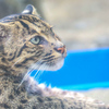 スナドリネコ　鳥羽水族館②