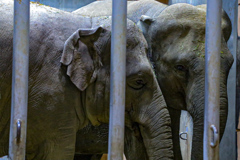 ゾウ　東山動植物園