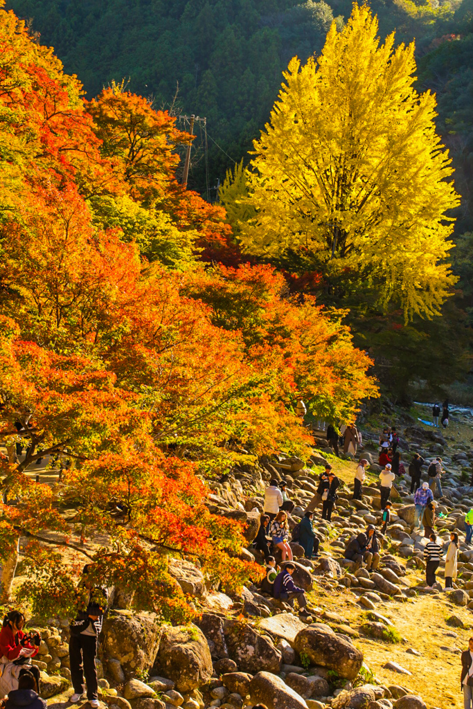 香嵐渓　紅葉狩り⑪