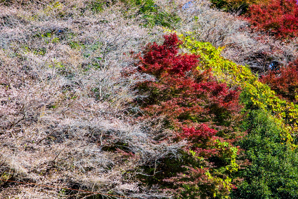 四季桜と紅葉⑦