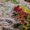 四季桜と紅葉⑦