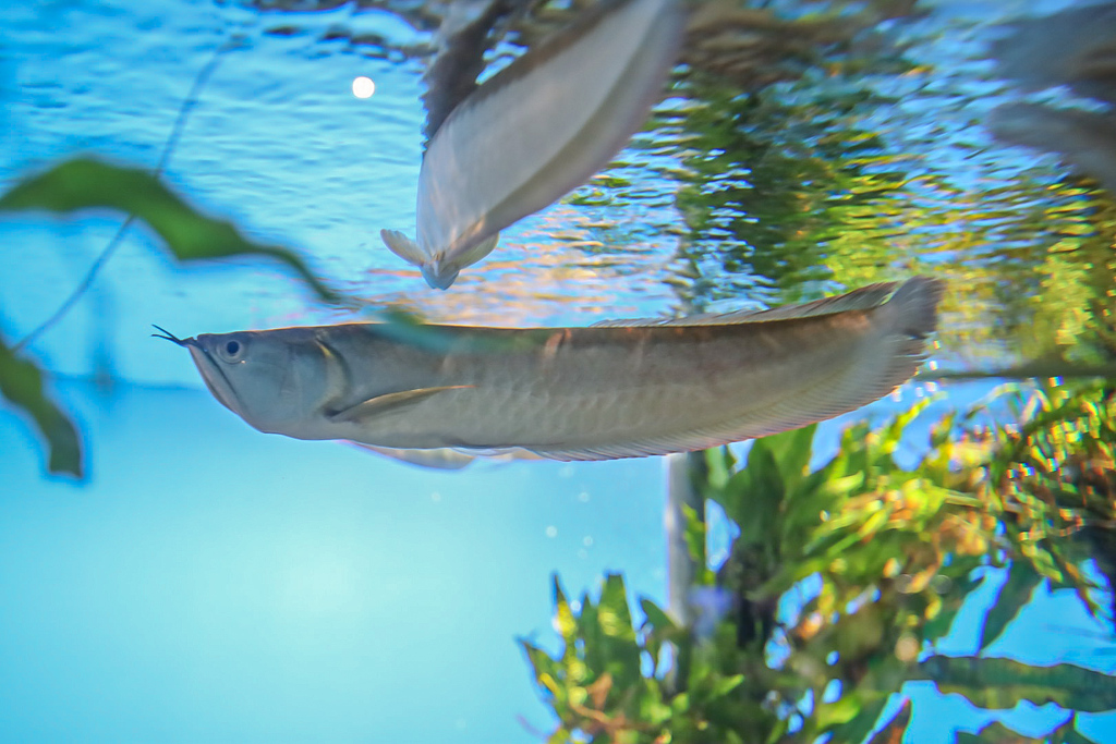 シルバーアロワナ　鳥羽水族館