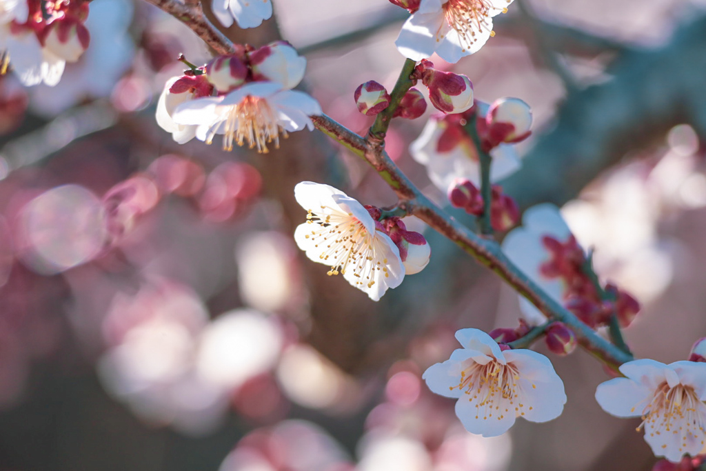 梅の花⑫