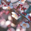 梅の花⑫
