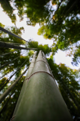 竹を見上げると②
