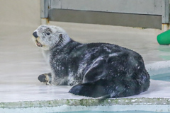 ラッコ　鳥羽水族館③