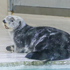 ラッコ　鳥羽水族館③