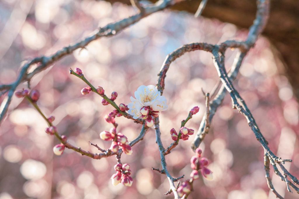 梅の花⑥