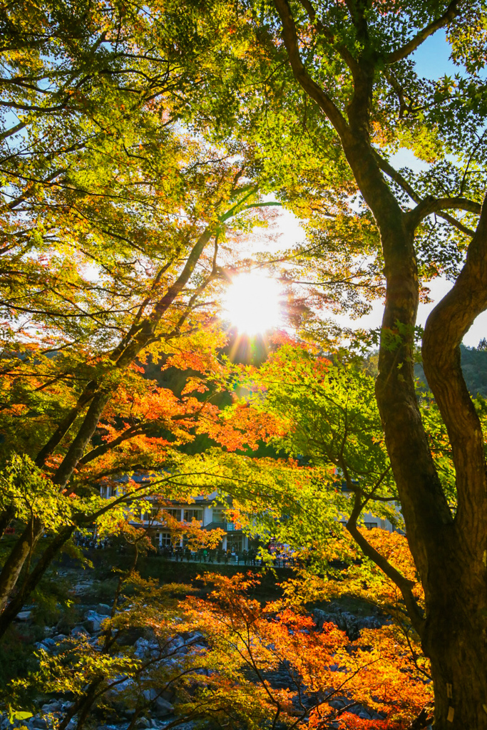 香嵐渓　紅葉狩り⑤