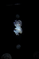 水面の海月