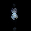 水面の海月