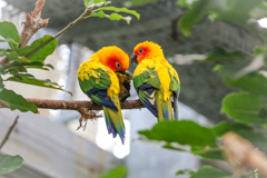 コガネメキシコインコ　掛川花鳥園④