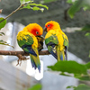 コガネメキシコインコ　掛川花鳥園④