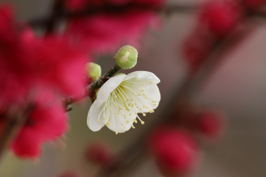 紅白梅②