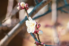 梅の花⑧