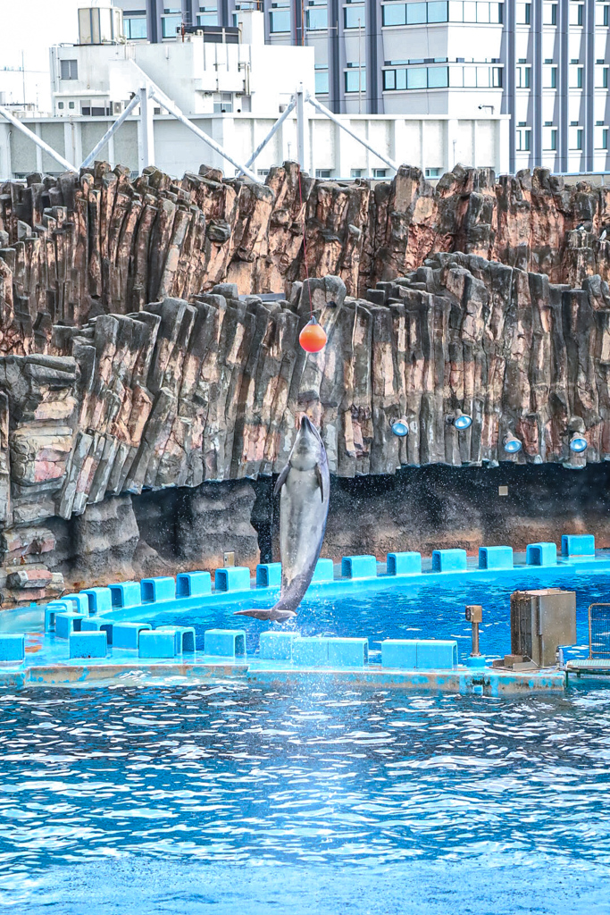 名古屋港水族館イルカショー④