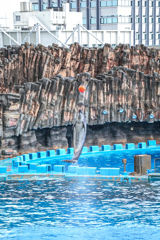 名古屋港水族館イルカショー④