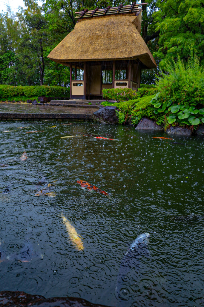 丈山苑　深緑の庭園⑥