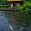 丈山苑　深緑の庭園⑥