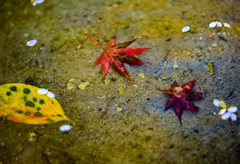 水面に漂う紅葉と桜