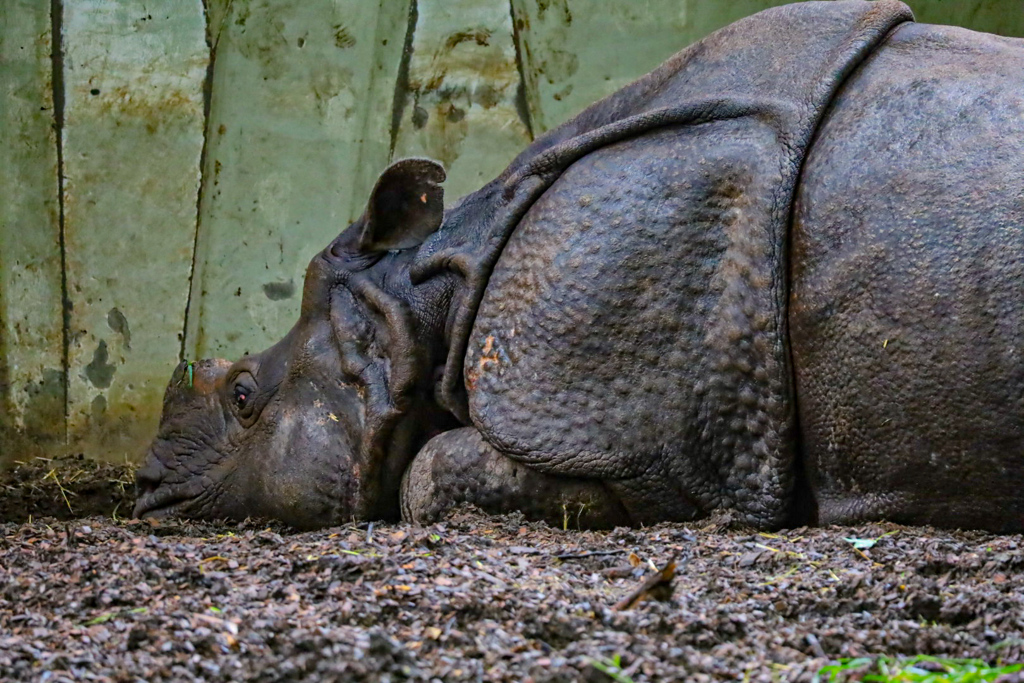 サイ　東山動植物園