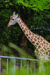 アミメキリン　東山動植物園①