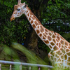 アミメキリン　東山動植物園①