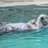 ラッコ　鳥羽水族館⑦