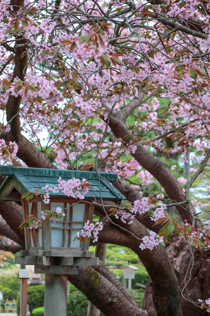 兼六園③