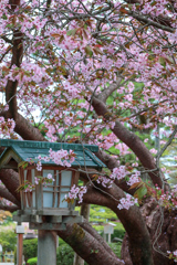 兼六園③