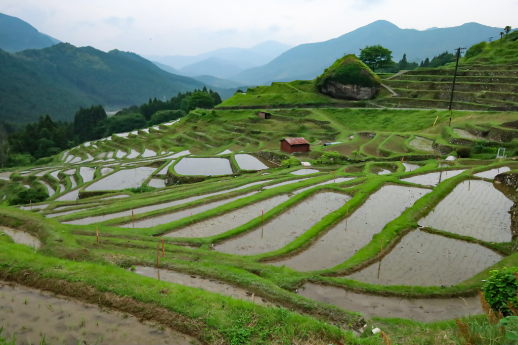 丸山千枚田②