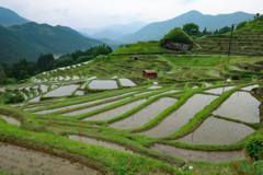 丸山千枚田②