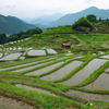 丸山千枚田②