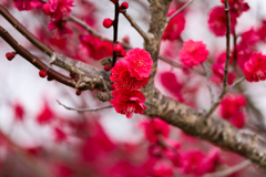 紅梅
