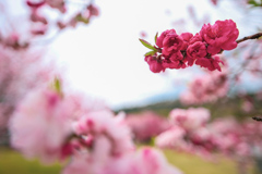 花桃　昼神⑥