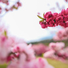 花桃　昼神⑥
