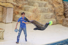 アシカショー　鳥羽水族館