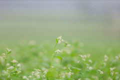 そばの花②