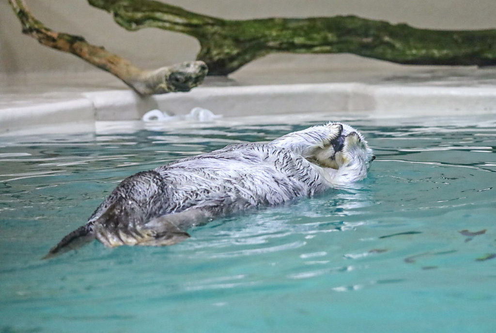 ラッコ　鳥羽水族館②