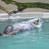 ラッコ　鳥羽水族館②