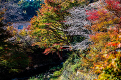 四季桜と紅葉⑨