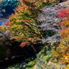 四季桜と紅葉⑨