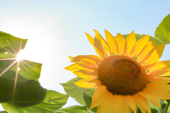 眩しい夏の日