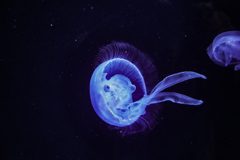 クラゲ　加茂水族館