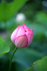 蓮　蕾