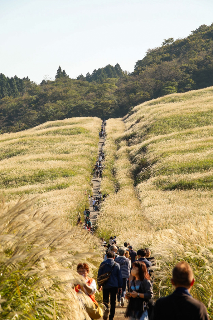 仙石原のススキ