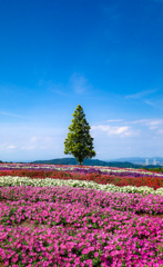 花壇と木