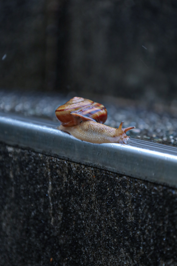 梅雨の風物詩　蝸牛